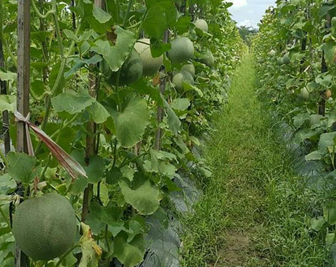 8 Cara Perawatan Taman Melon Hijau yang Benar, Tanaman Sehat dan Produktif