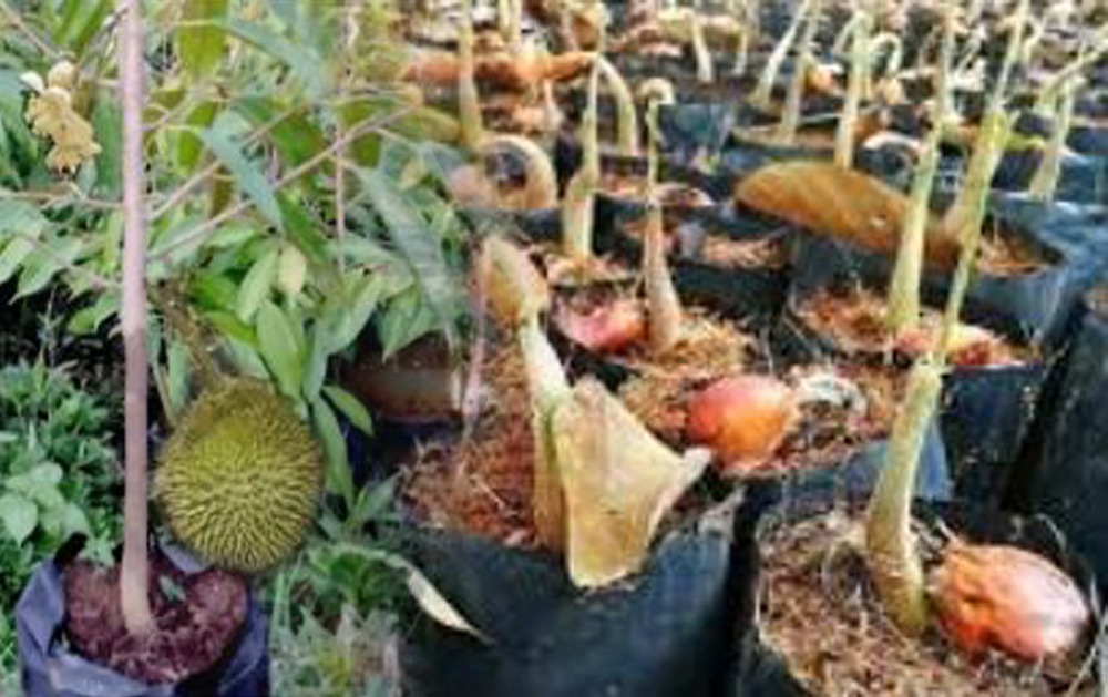 Tanaman Durian Umur Satu Tahun Bisa Berbuah, Begini Caranya
