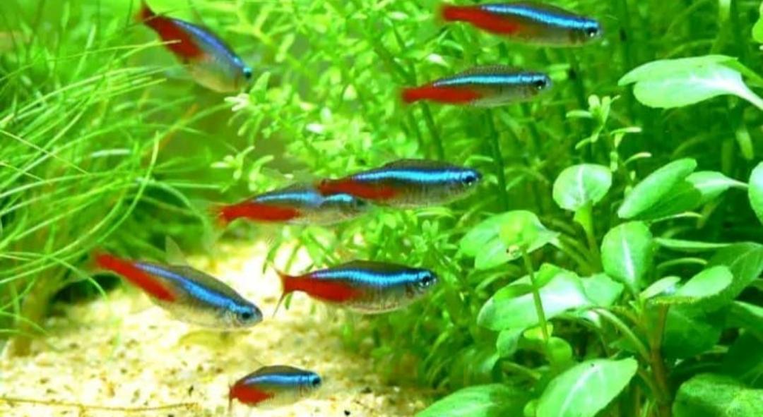 Mengenal Ikan Hias Neon Tetra yang Cerah dan Bersinar dalam Akuarium, Berikut Cara Memeliharanya