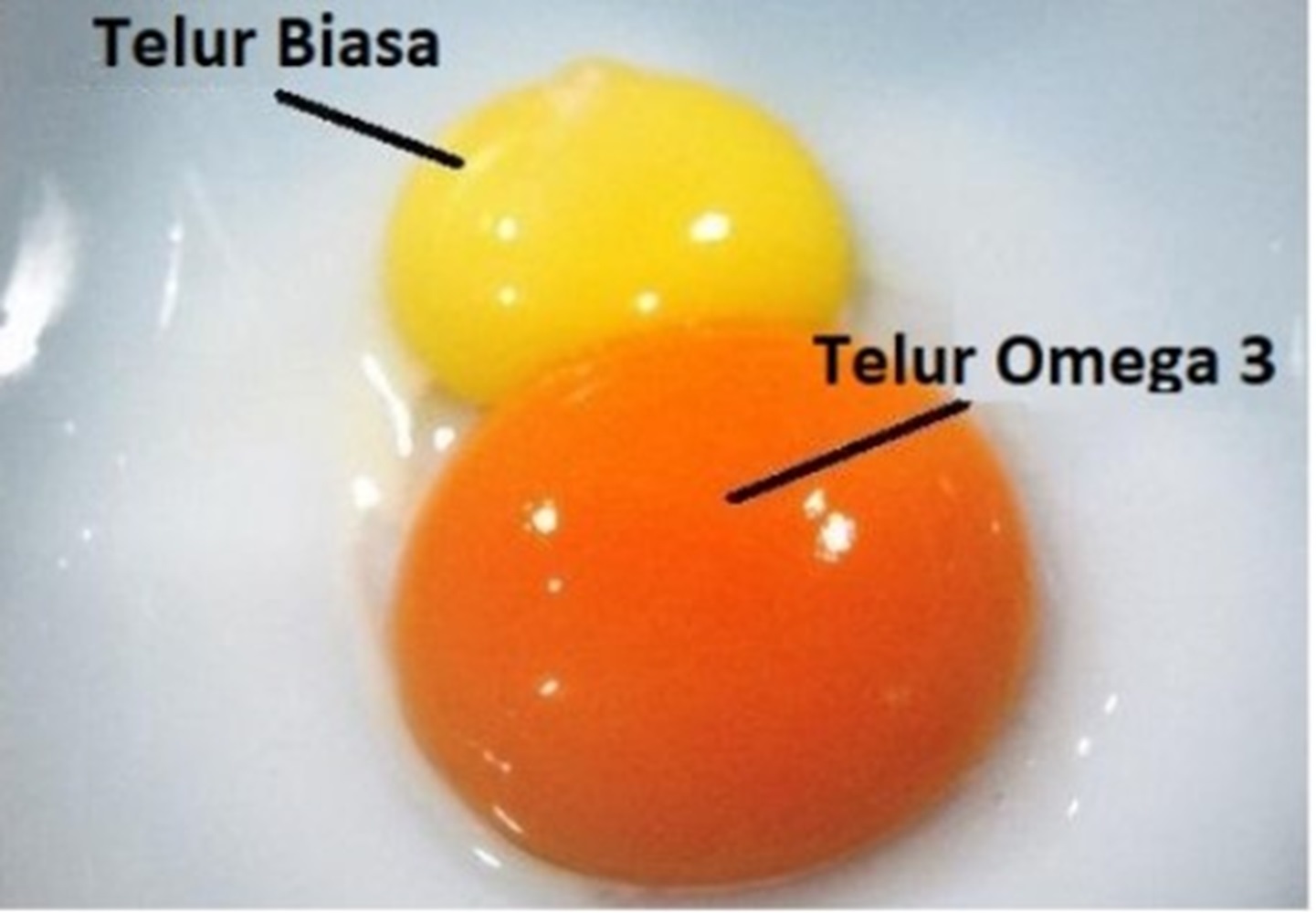 Pilihlah Telur Omega 3, Kaya ALA dan DHA, Mengandung Asam Lemak Jenuh Terendah