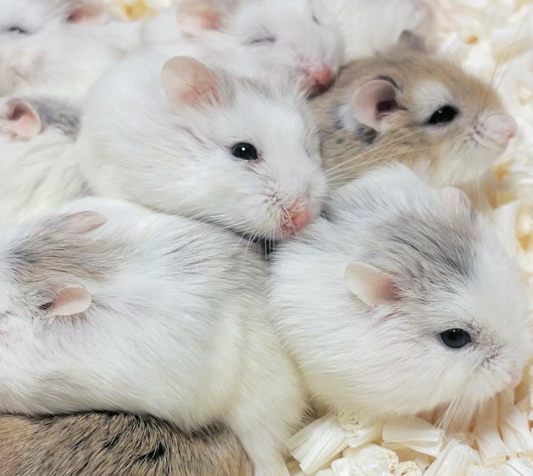 Tak Sekedar Menggemaskan, Ini 5 Fakta Menarik dari Hamster Sebagai Hewan Peliharaan