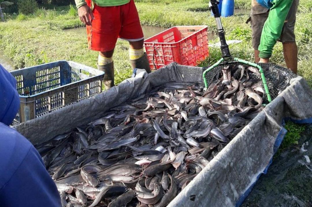 Memanen Ikan Lele, Ini Waktu yang Tepat dan Cara Panennya dengan Benar