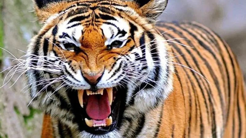 Krisis Habitat dan Konflik Manusia-Harimau, Lingkar Inisiatif: 4 Faktor Penyebab Harimau Masuk Pemukiman Warga