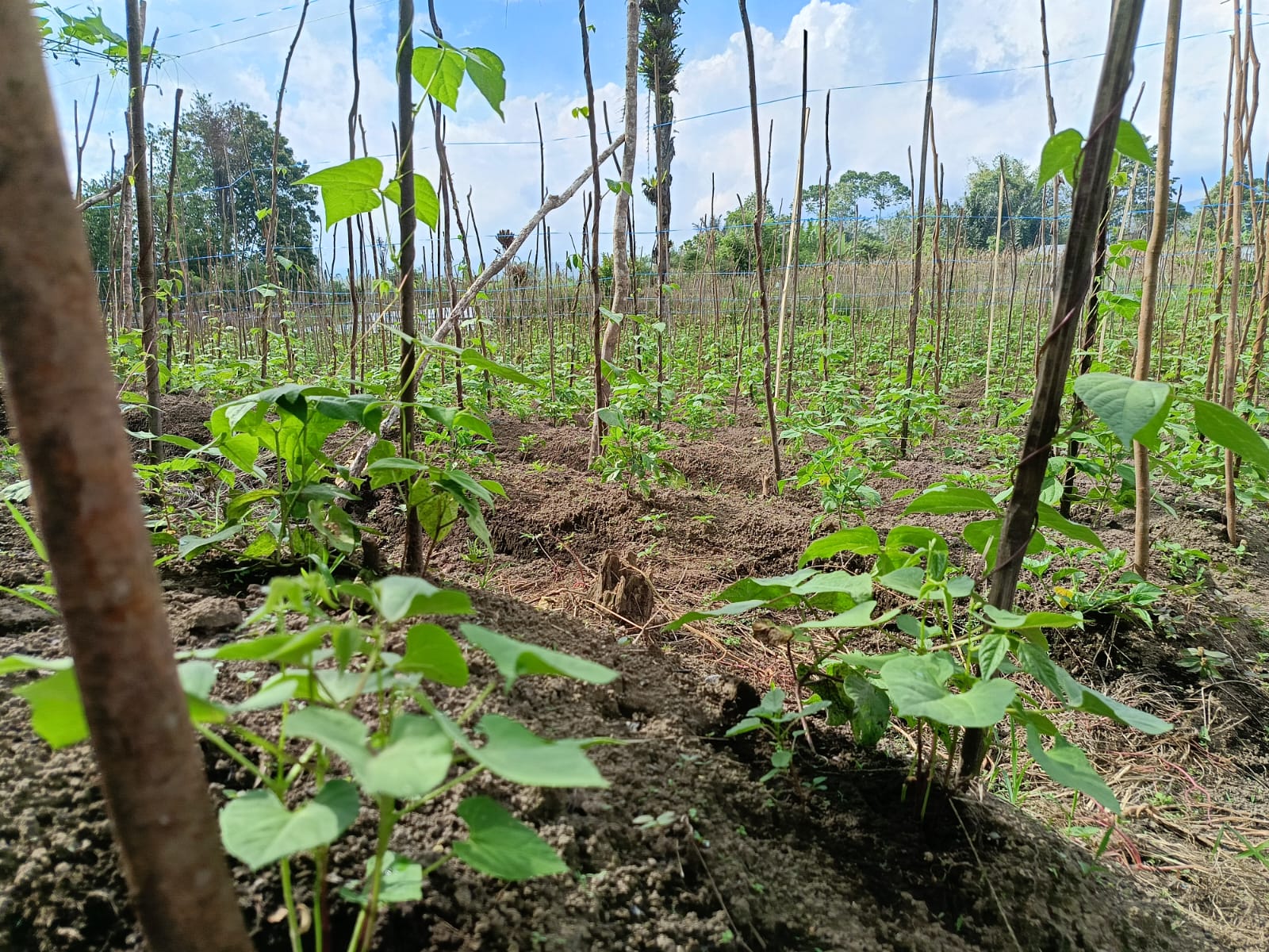 Penting Bagi Petani Kenali Hama Pada Tanaman Buncis, Begini Cara Mengatasinya 