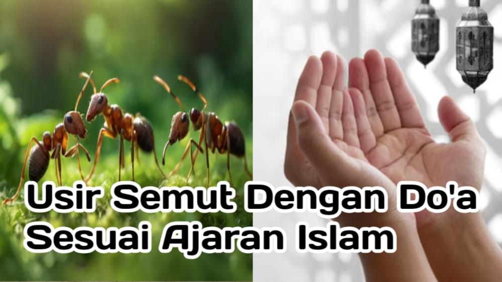 Berikut Cara Usir Semut tanpa Menyakitinya dengan Doa Sesuai Ajaran Islam