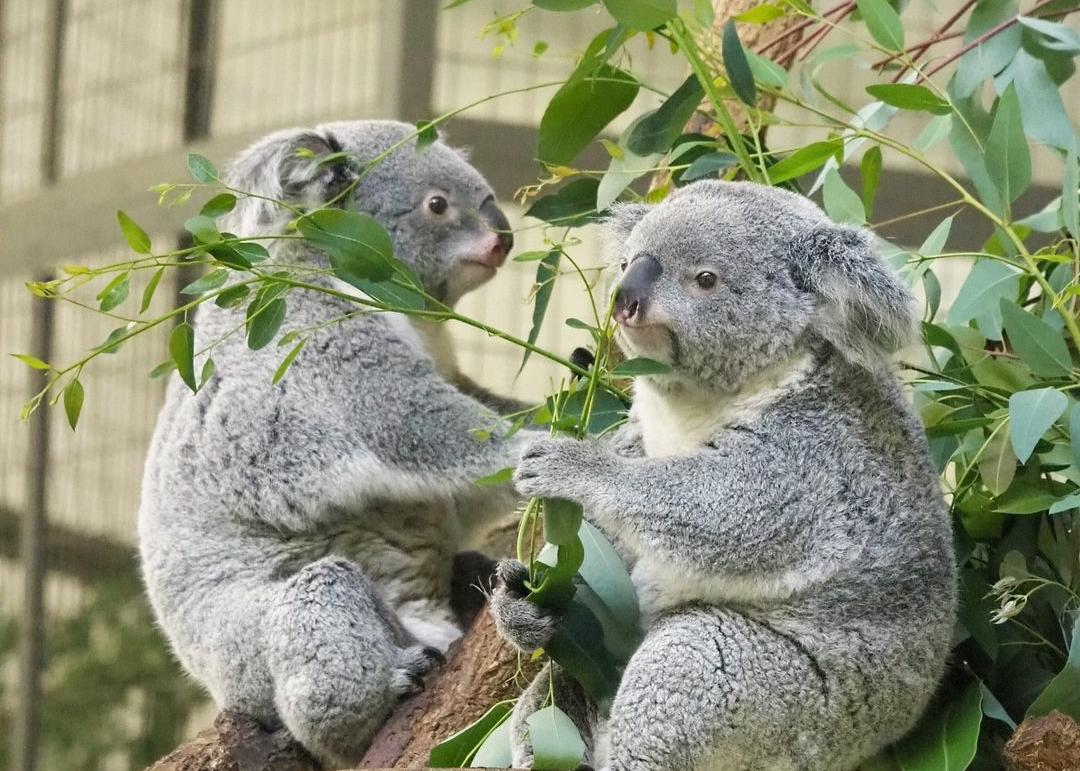 Sangat Suka Tidur, Berikut 10 Fakta Menarik Tentang Koala yang Wajib Anda Ketahui