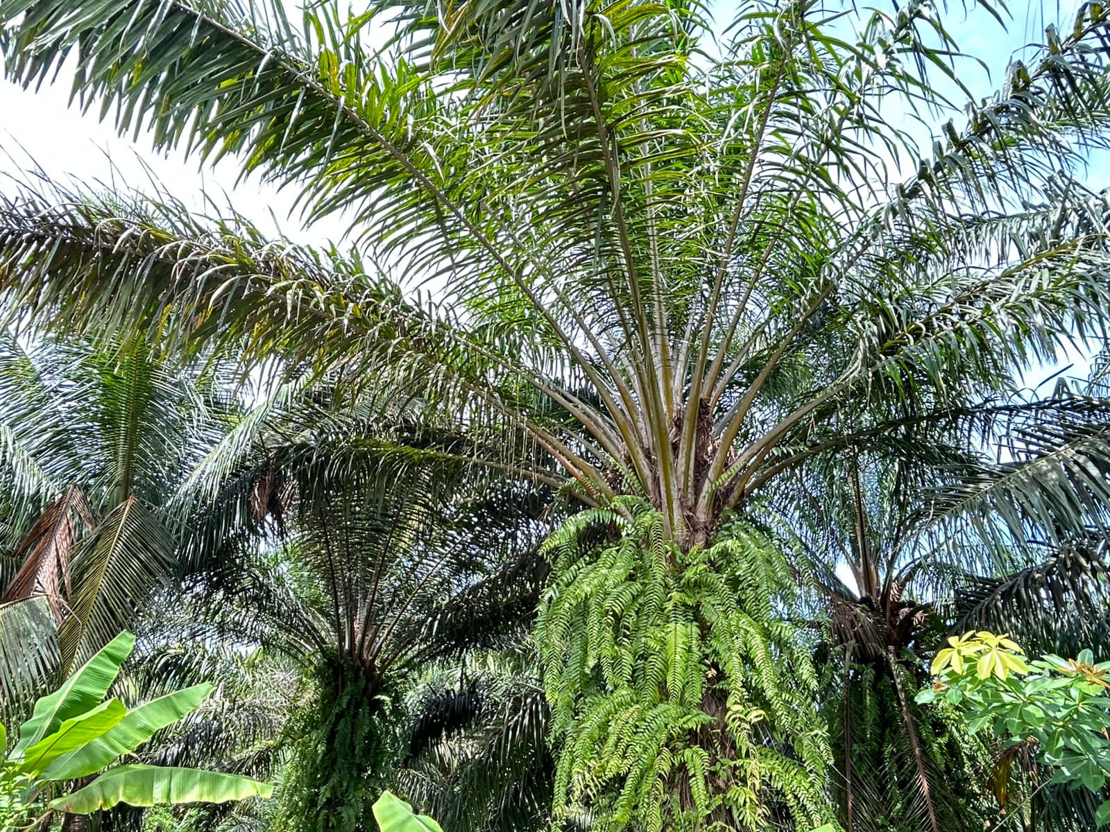 Harga TBS Sawit Mukomuko Naik Rp20 per Kg di Hari Ketiga Puasa 2026