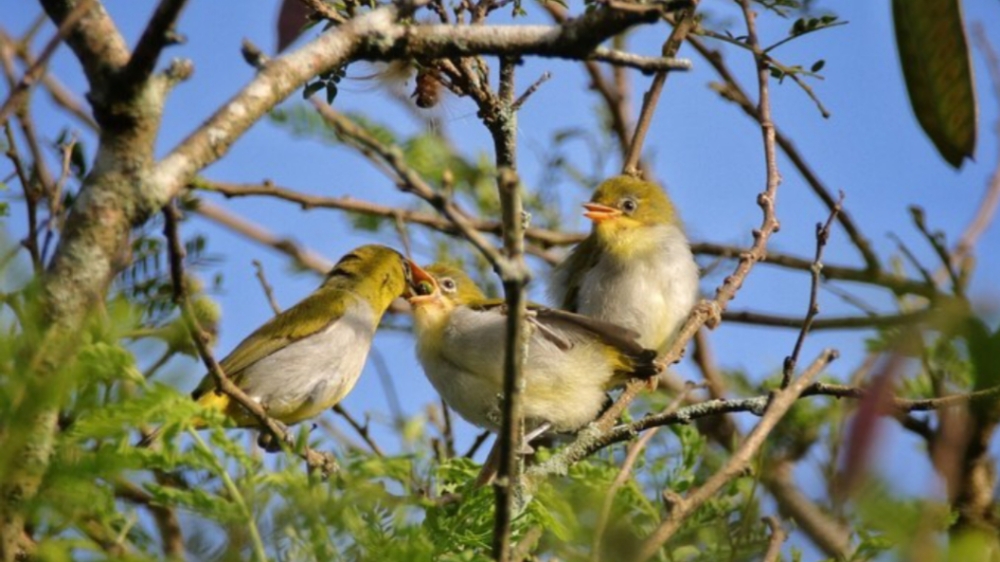 7 Jenis Burung Pleci di Indonesia, Burung Mungil Kaya Akan Suara Kicau