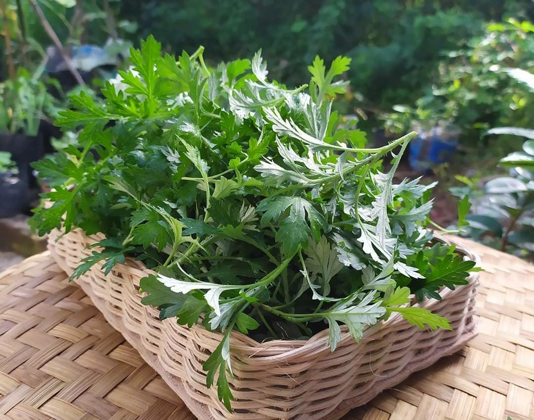 Manfaat Mugwort untuk Kesehatan dan Kecantikan Kulit yang Jarang Diketahui