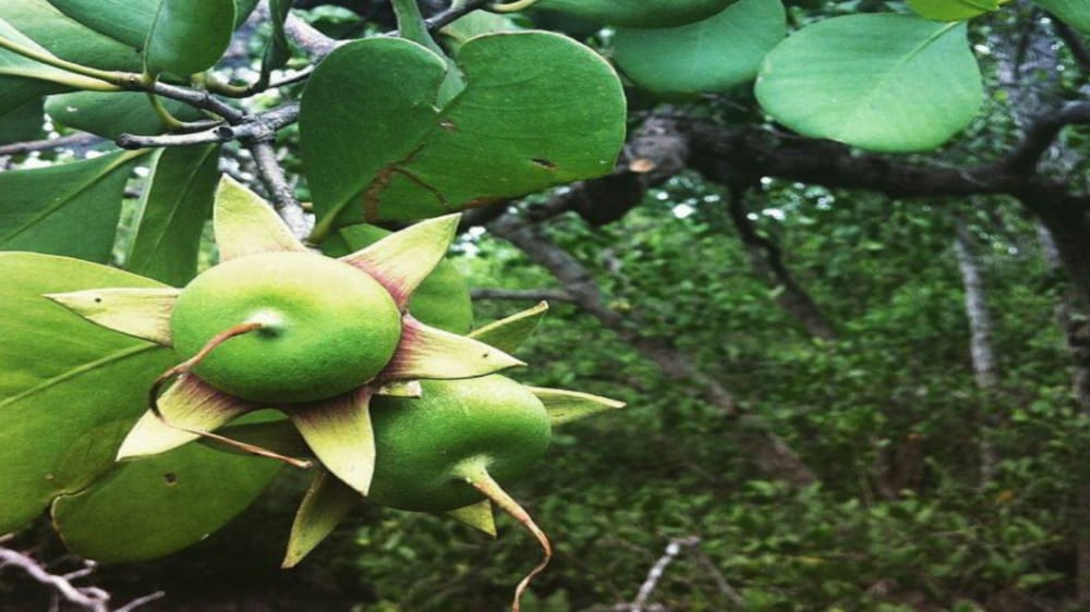 Manfaat Buah Mangrove Merah atau Bakau Minyak dan Berbagai Makanan Olahannya