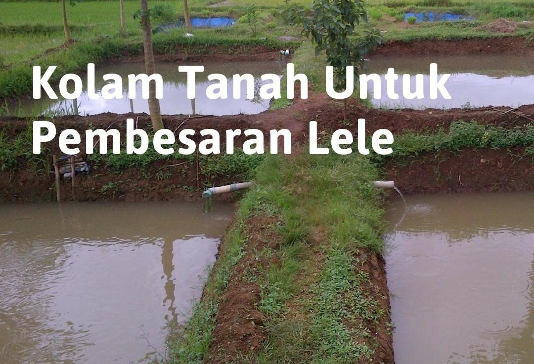 3 Keunggulan Budidaya Ikan Lele dalam Kolam Tanah, Perawatan Lebih Mudah