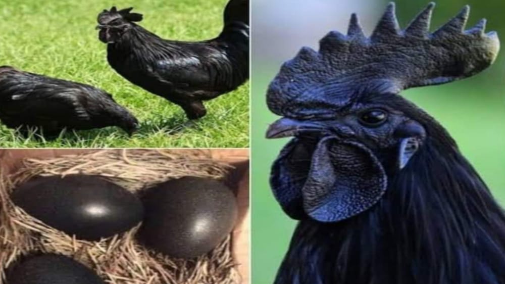 Ayam Cemani Ras Asli Indonesia Termahal, Telah Ada Sejak Majapahit dan Sering Dihubungkan dengan Hal Mistik