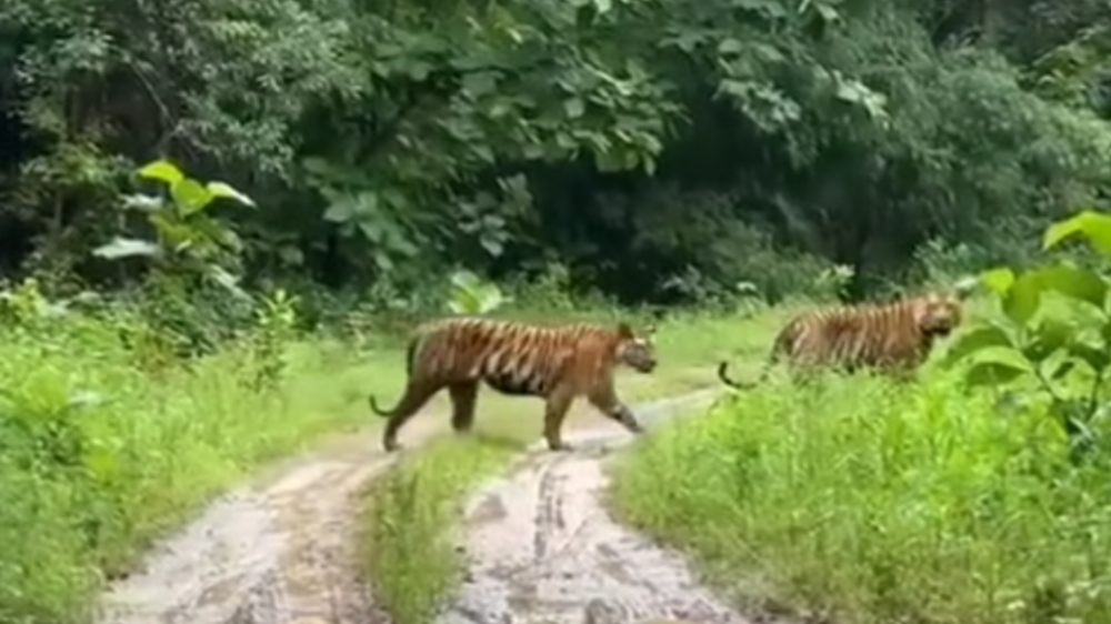 4 Habitat Alami Harimau Sumatera di Provinsi Bengkulu