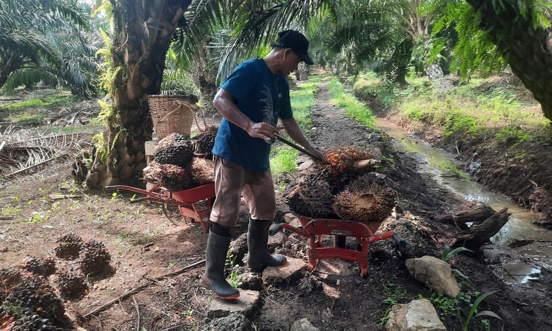 8 Penyebab Buah Sawit Tidak Produktif, Pengelolaan Usia Tanaman Bisa Jadi Solusi