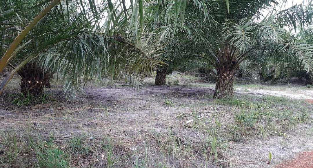 8 Cara Melakukan Perawatan Kebun Kelapa Sawit di Musim Kemarau, Lakukan dengan Benar Agar Tetap Menghasilkan 