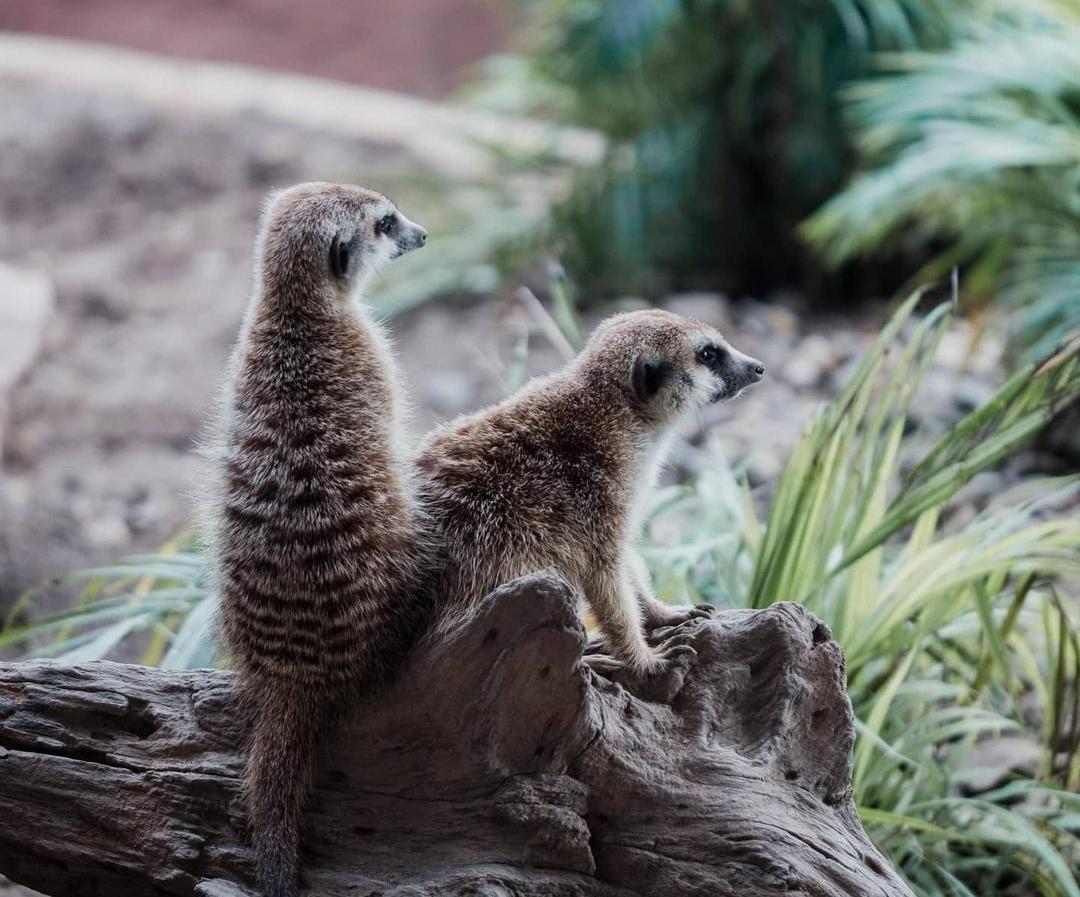 10 Fakta Menarik tentang Meerkat, Hewan Sosial yang Memikat