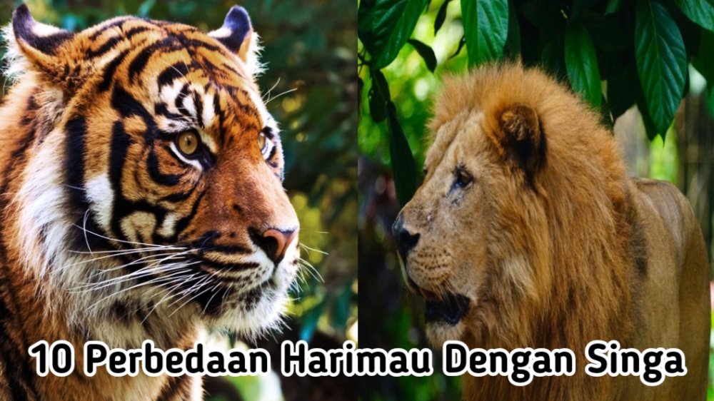 10 Perbedaan Utama Antara Harimau dan Singa