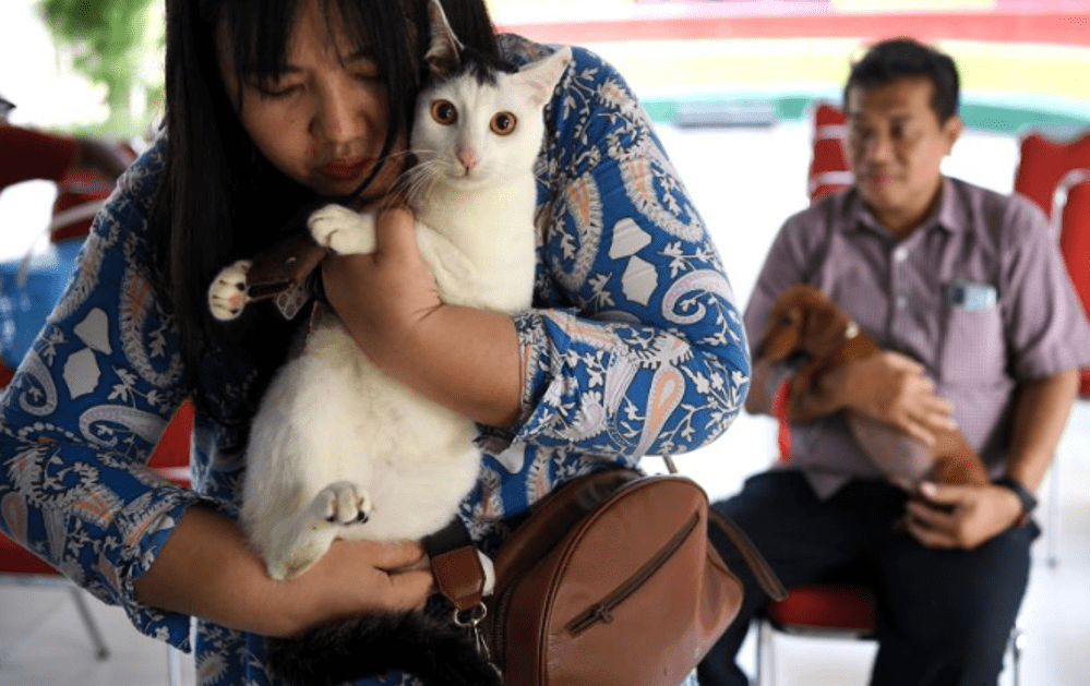 Usia Harapan Hidup Kucing dan Anjing di Indonesia di Bawah 6 Tahun, Menurut Studi Royal Canin