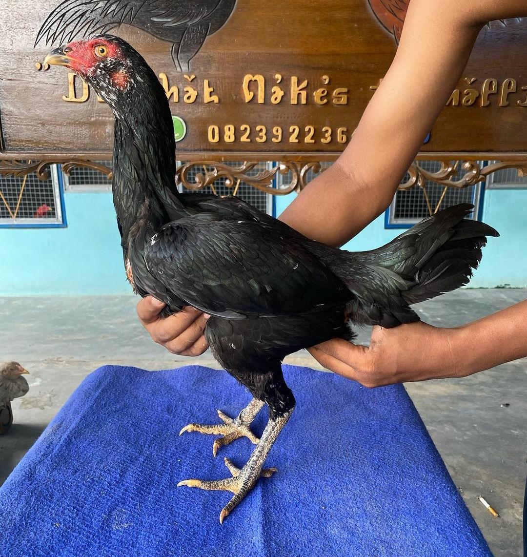 Cara Menjaga Kesehatan Indukan dan Merawat Telur Ayam Bangkok dengan Benar