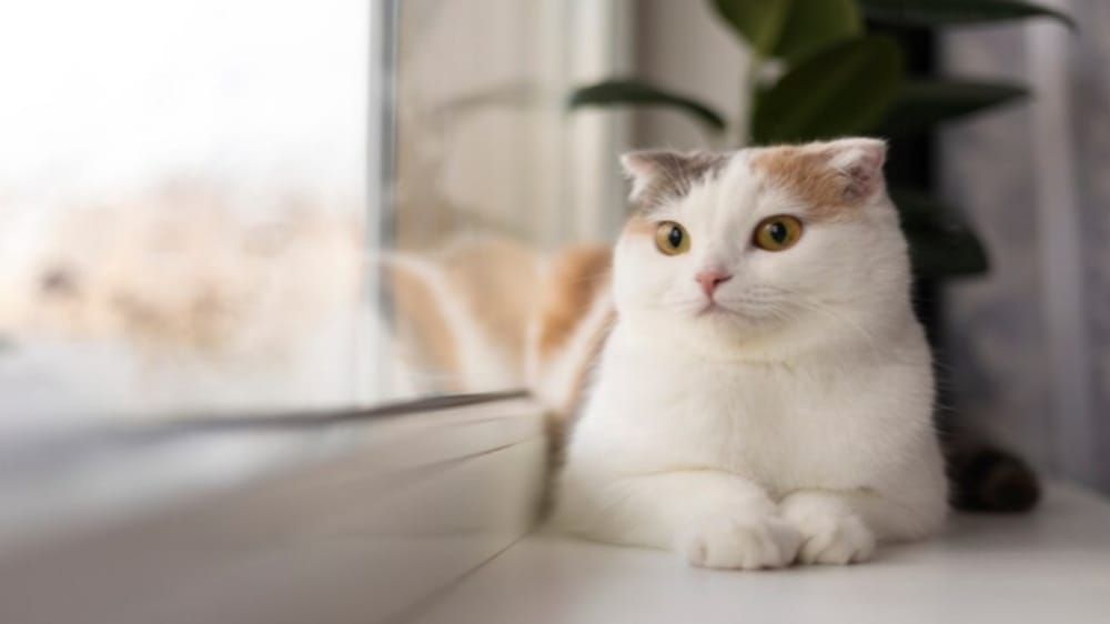 5 Tips Mudah dalam Merawat Kucing Kesayangan, Bisa Dilakukan di Rumah