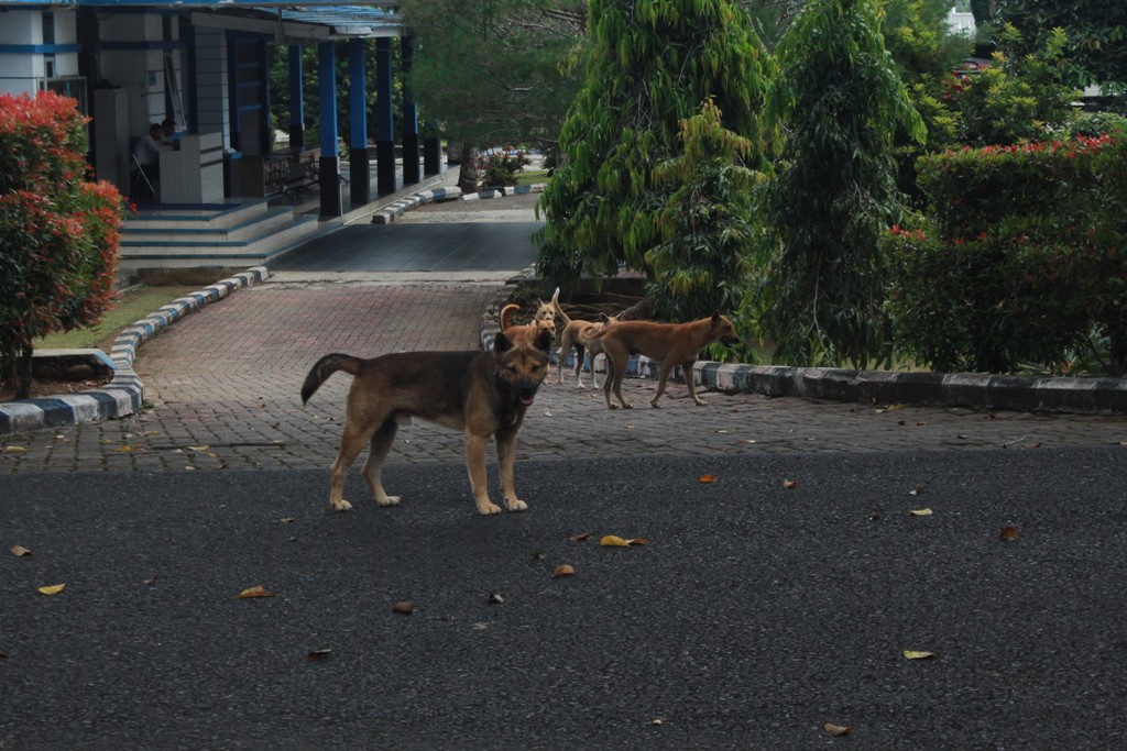 Krisis Vaksin Rabies di Lebong, 16.398 Hewan Penular Rabies Belum Terlindungi