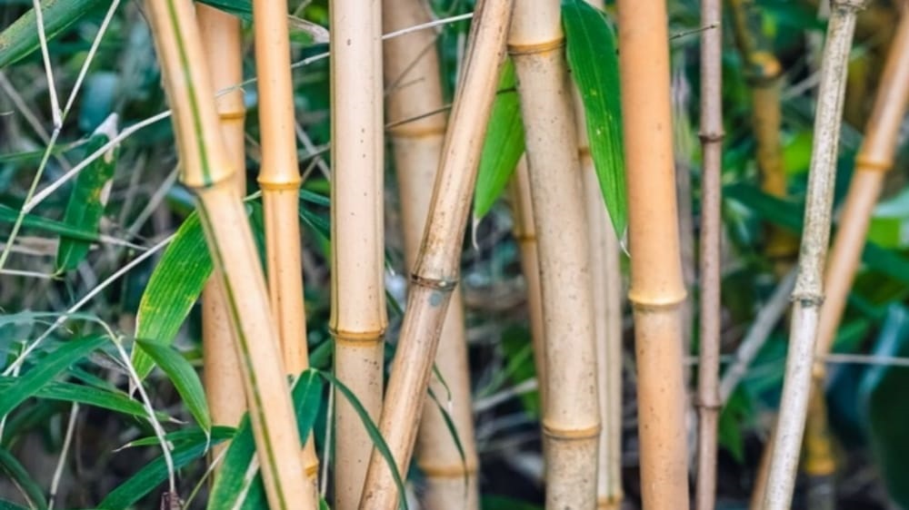Mitos Pohon Bambu Kuning: Ditakuti Setan dan Penangkal Serangan Gaib, Diyakini Pembawa Hoki Juga Keberuntungan