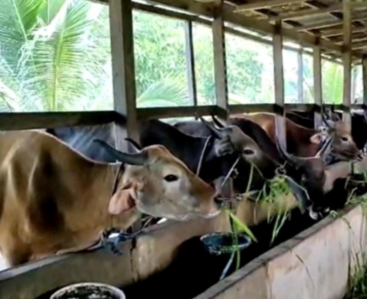 Ini ! Daerah sebagai Penghasil Daging Sapi Terbesar di Provinsi Bengkulu, Ribuan Ternak Ada di Sini