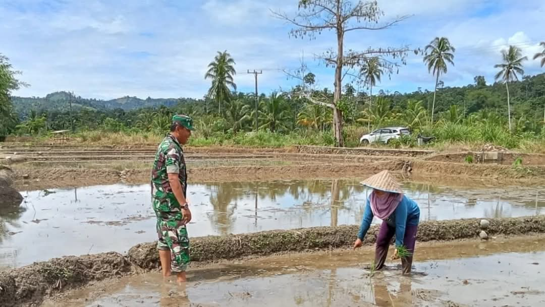 Babinsa Koramil 408-05/Manna Dampingi Petani untuk Meningkatkan Ketahanan Pangan di Bengkulu Selatan