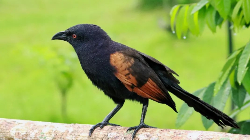 Burung But-but yang Diyakini Bisa Menyembuhkan Patah Tulang, Khasiat Minyaknya Tak Diragukan