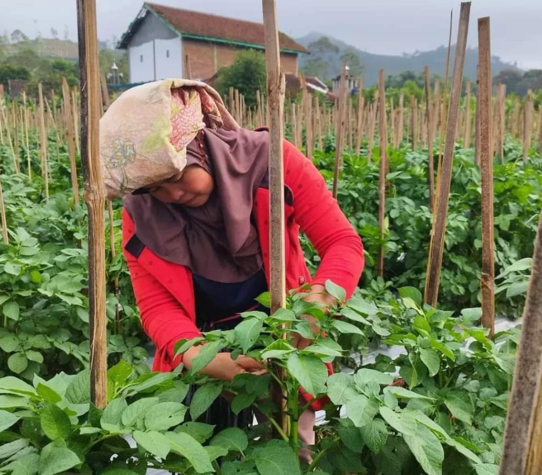 5 Tanaman Sayuran yang Cocok Ditanam Saat Musim Kemarau