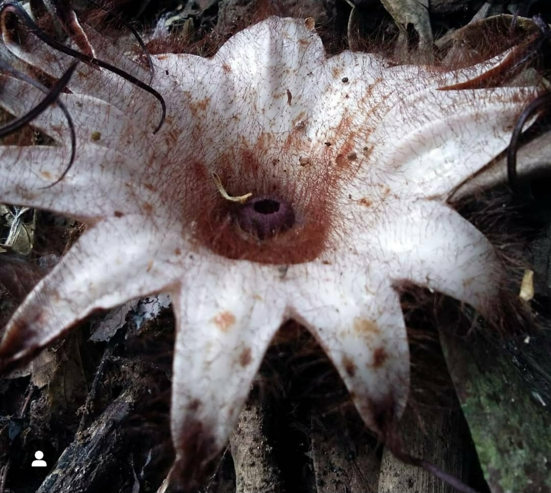 Bunga Rhizhanthes Mekar di Kepahiang Bengkulu, Puspa Langka Kerabat Rafflesia