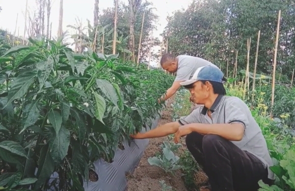 Kunci Sukses Bertani, Paham Kebutuhan Nutrisi Tanaman! Simak 12 Unsur Hara yang Dibutuhkan