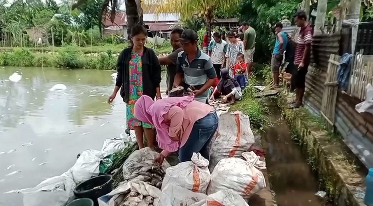 Kerugian Puluhan Juta, Ikan Nila Siap Panen di Kolam Belumai Mati Mendadak