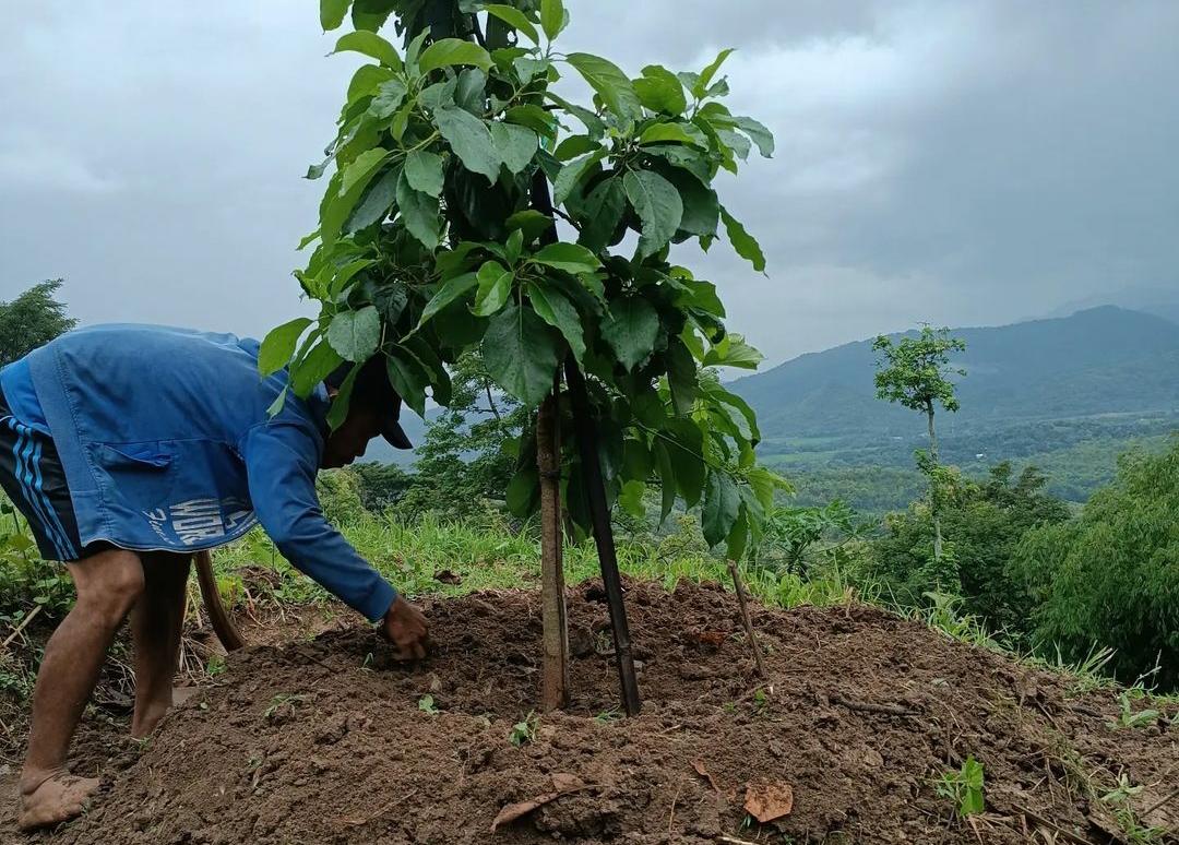 8 Langkah Ampuh Merawat Tanaman Alpukat Mentega agar Berbuah Melimpah