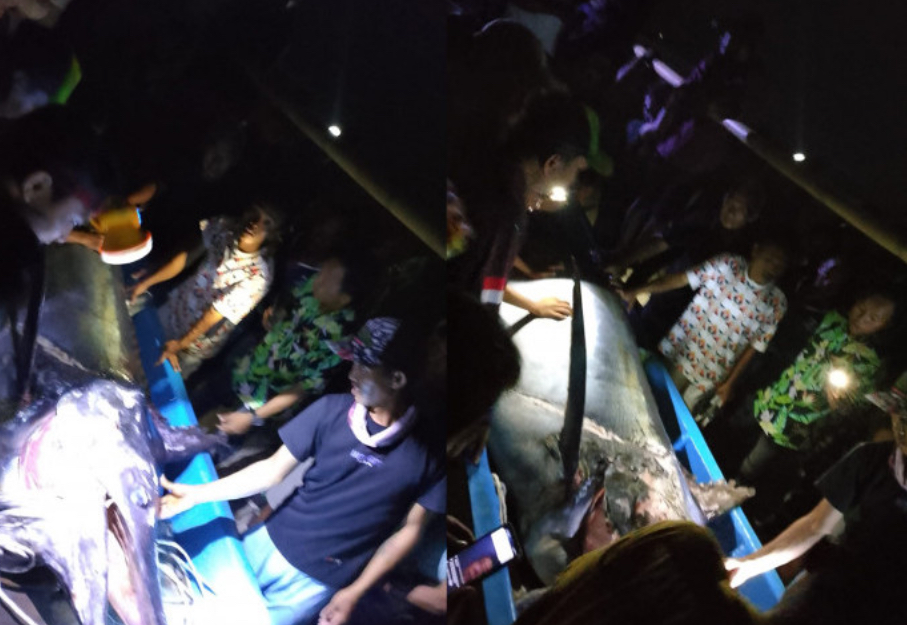 Heboh! Hilang Saat Melaut, 3 Nelayan Pasar Lama Ternyata Dapat Jackpot Ikan Marlin 200 Kg