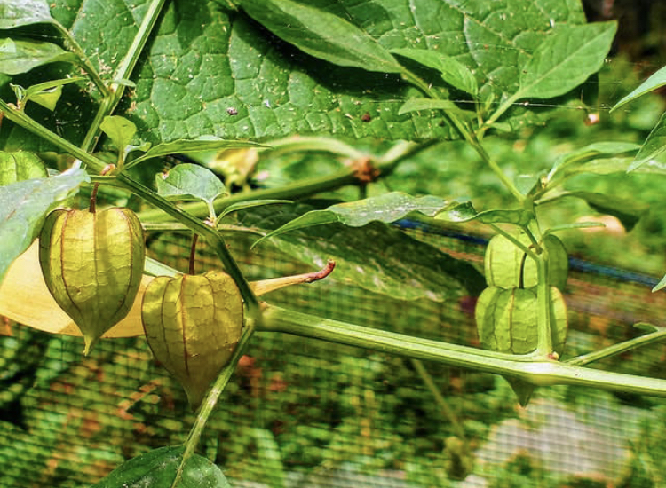 Bisnis Ciplukan: Peluang Usaha dari Buah Liar yang Sedang Naik Daun