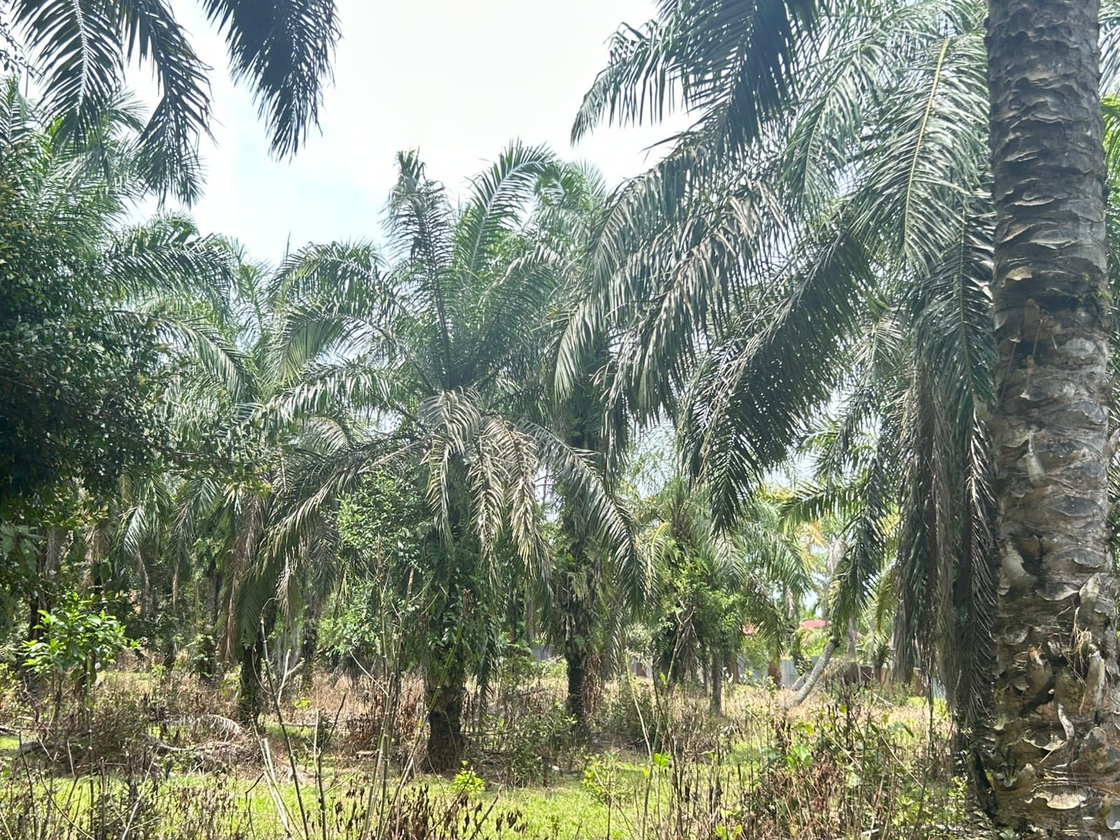 Jelang Lebaran, Harga TBS Sawit di Mukomuko Capai Rp3.230 per Kg
