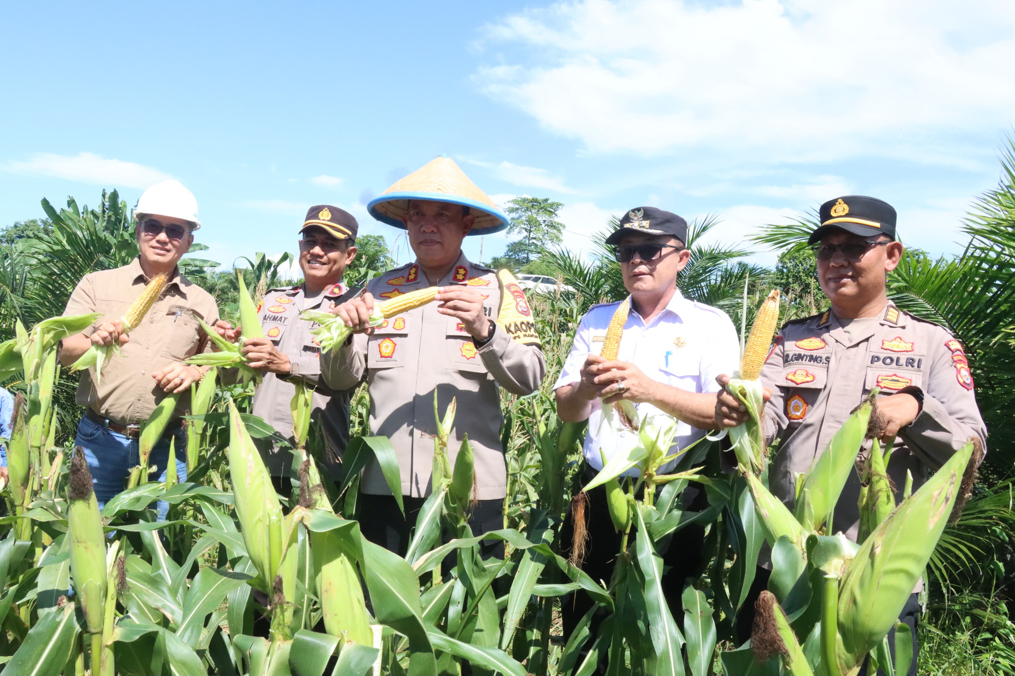 Polres Bengkulu Selatan Panen Raya Jagung Manis, Dukung Program Ketahanan Pangan Nasional
