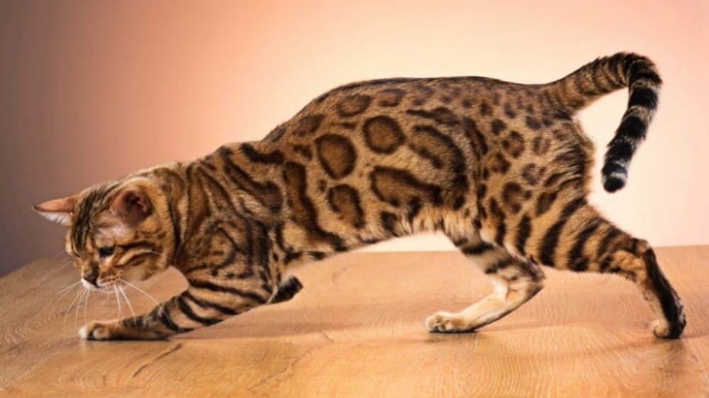 6 Fakta Unik dan Keistimewaan Kucing Bengal yang Dijuluki Si Kucing Mahal