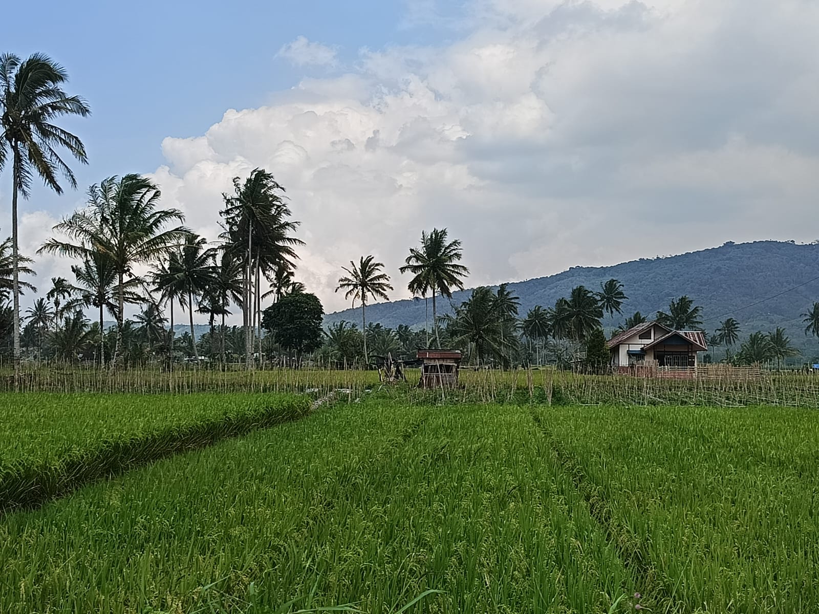 Alih Fungsi, Lahan Pertanian di Rejang Lebong Terus Berkurang Sejak 10 Tahun Terakhir