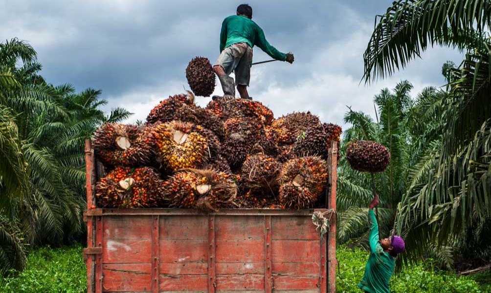 Harga TBS Sawit di Mukomuko Stagnan di Minggu Keempat September 2025