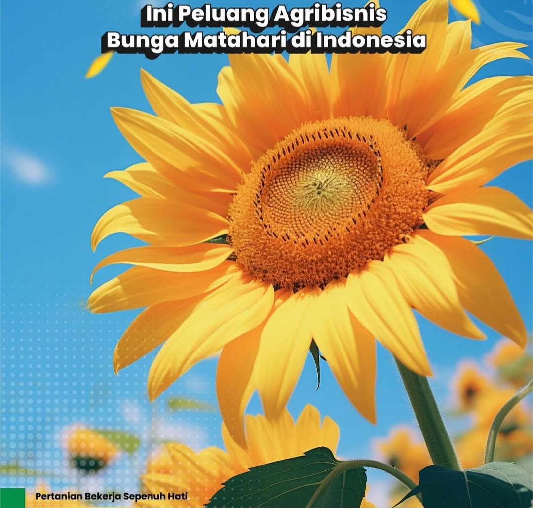 Peluang Besar Agribisnis Bunga Matahari, Si Cantik dengan Nilai Ekonomi Tinggi