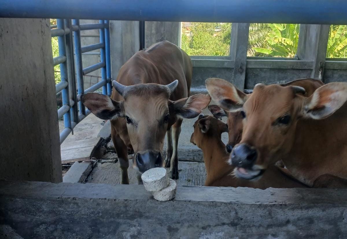 Sapi Sehat dan Susu Melimpah, Mineral Blok Jadi Solusi Murah Peternak Bengkulu
