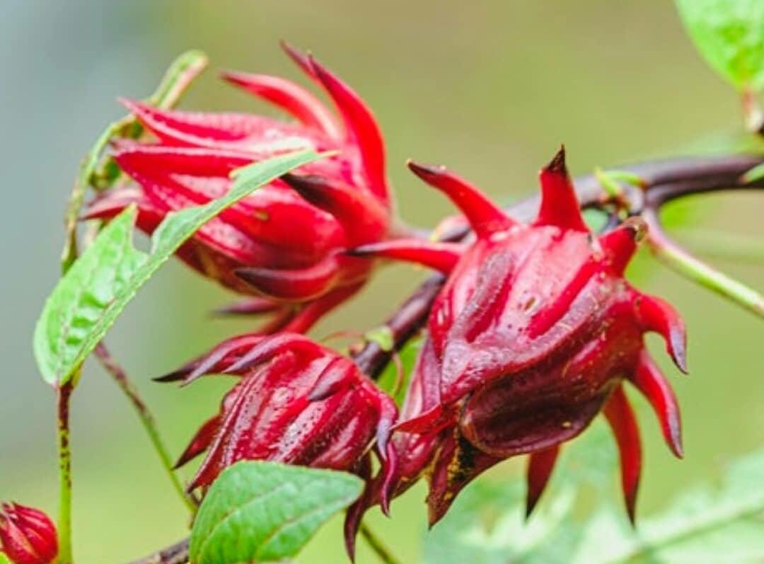 9 Manfaat Bunga Rosella untuk Kesehatan, Termasuk Meningkatkan Kesehatan Jantung