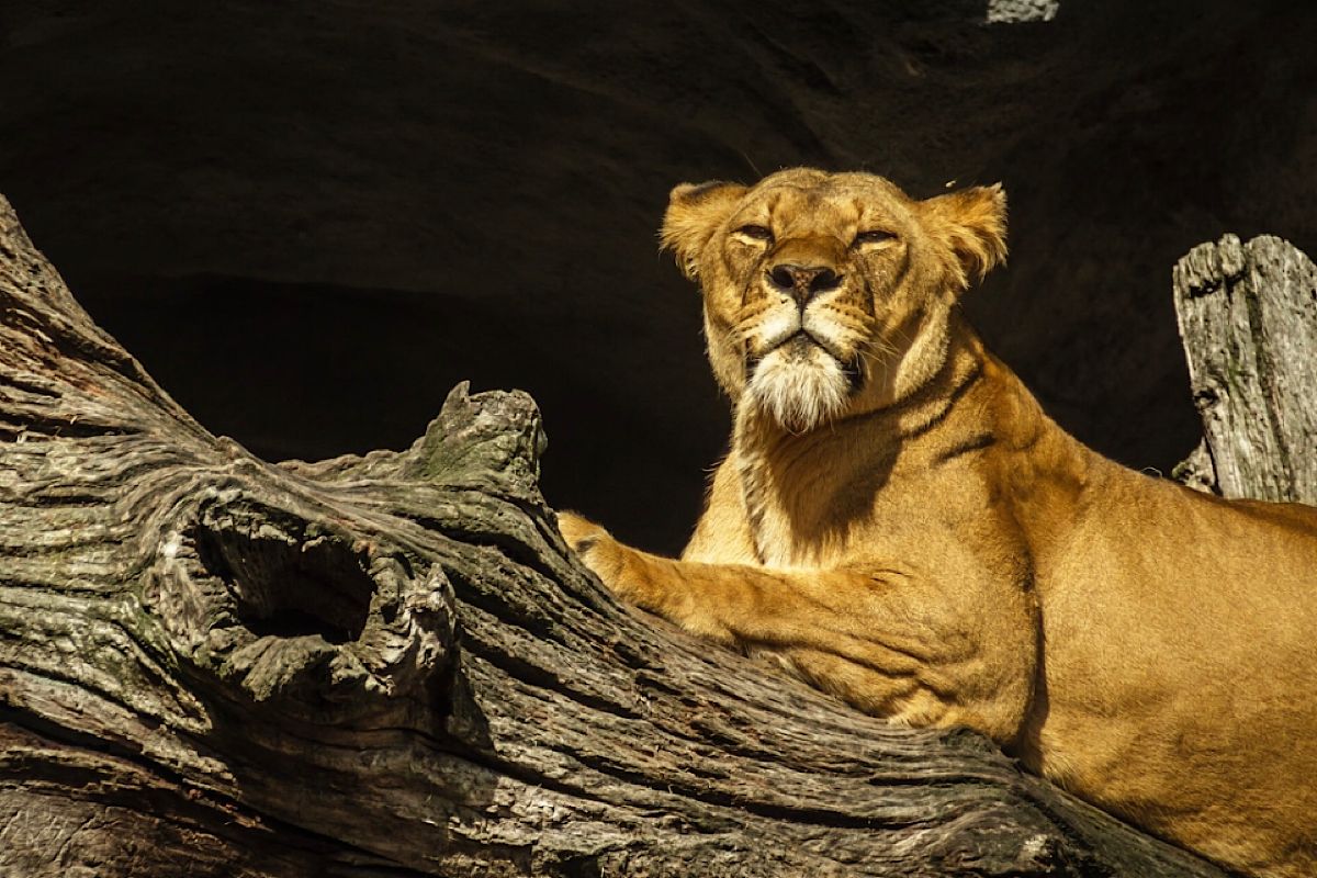 Bahaya! 5 Weton dengan Khodam Singa Gunung : Berikut yang Harus Anda Ketahui