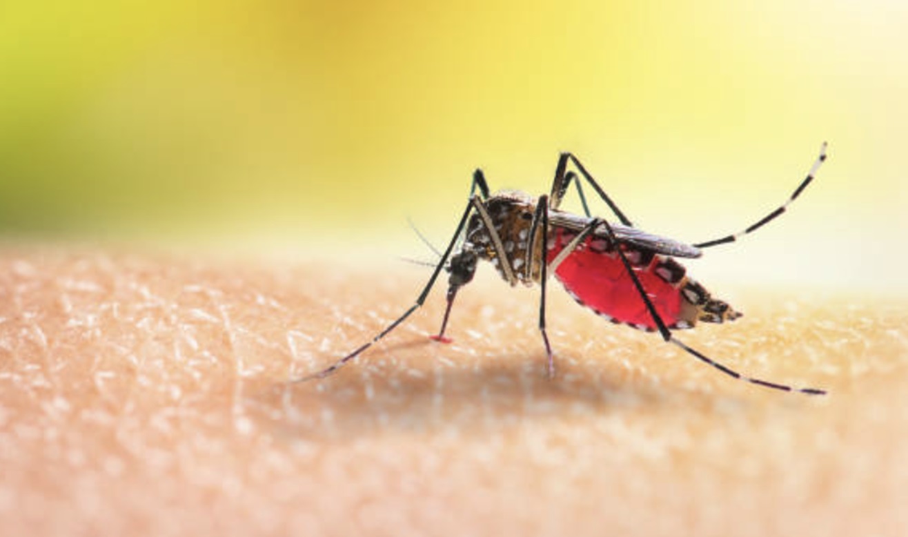 3 Alasan Ini hingga Chikungunya jadi Berbahaya, Nyerinya Bisa Bertahun-tahun