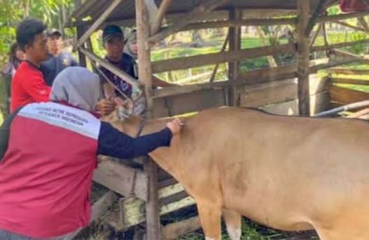 Antisipasi Penyakit Ngorok, Distan Mukomuko Siapkan 4.300 Dosis Vaksin SE Tahun 2026