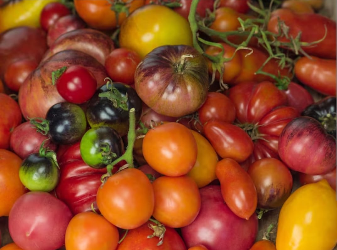 Kenali, 6 Jenis Tomat beserta Manfaatnya dan Cara Pengolahan
