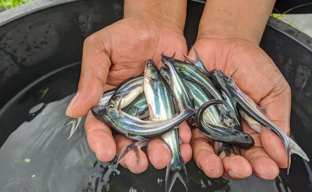 10 Cara Cerdas Memilih Bibit Unggul Ikan Patin untuk Kesuksesan Budidaya