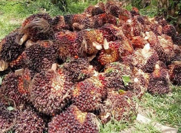 Harga TBS Sawit Mukomuko Jelang Lebaran di Bawah Harga Provinsi, Tertinggi Rp3.190 per Kg